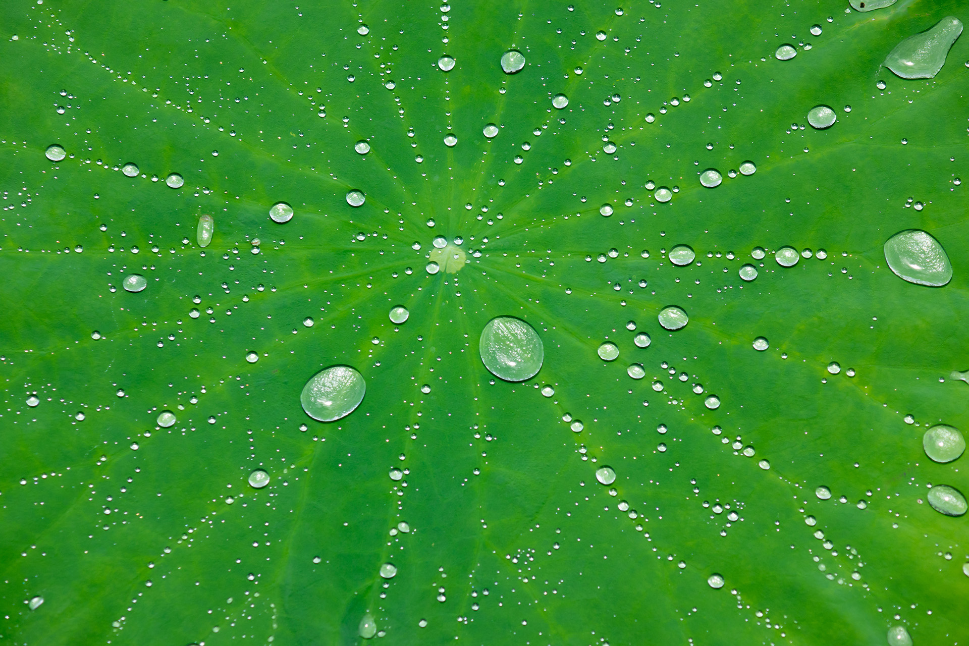 超撥水効果